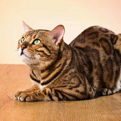 Kot bengalski – pielęgnacja i zachowanie