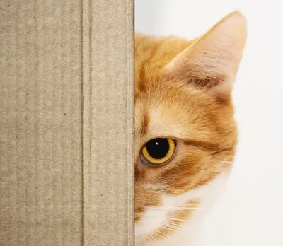 Jak tekturowy drapak może wesprzeć rozwój kota?