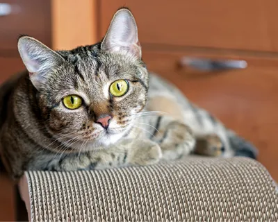 Krok po kroku – jak nauczyć kota korzystać z drapaka?