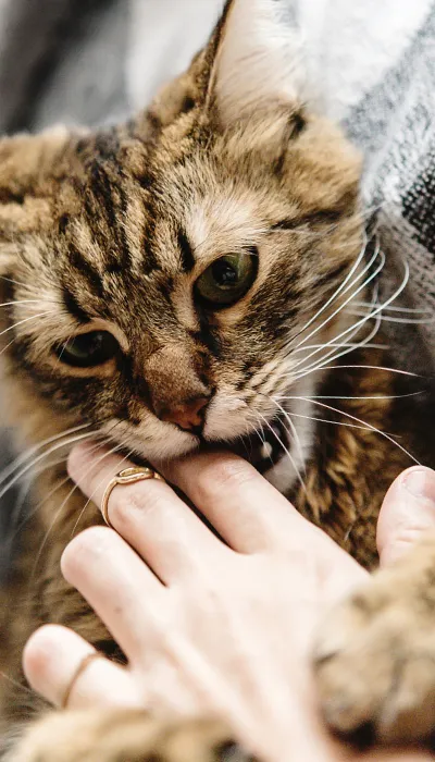 Dlaczego koty gryzą i jak powinno się na to reagować?