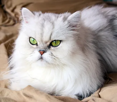 Kot perski – Przewodnik po rasie, charakterystyka i pielęgnacja