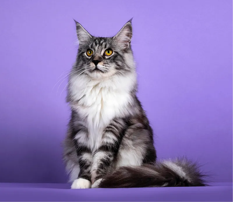 Kot Maine Coon – Wszystko, co musisz wiedzieć o tej rasie kota