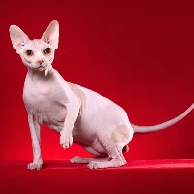 Sfinks rasa kota – charakterystyka, zdrowie i pielęgnacja